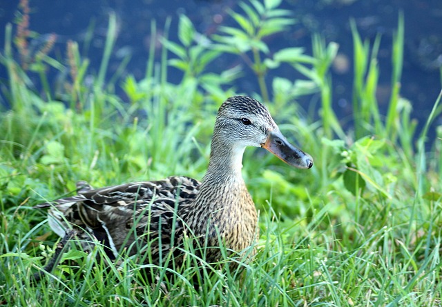 Sådan knækker du koden: 10 tips til at løse krydsord som en professionel