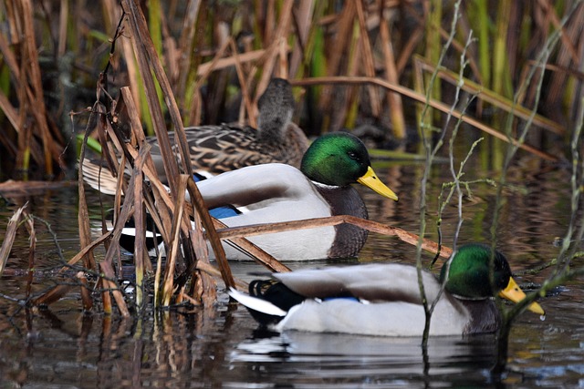 Fra begynder til mester: Krydsordsteknikker der virker