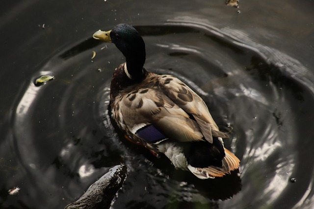 Krydsord for begyndere: 7 trin til at knække koden